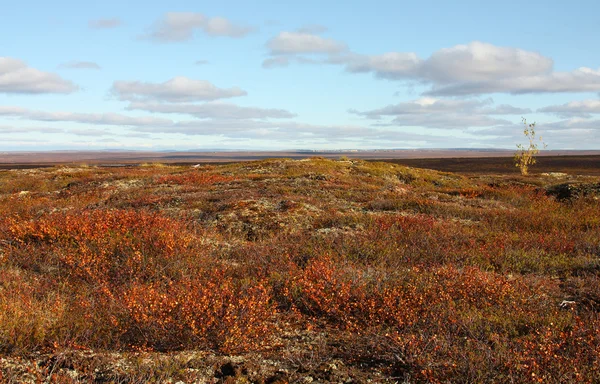 Tundra — Zdjęcie stockowe