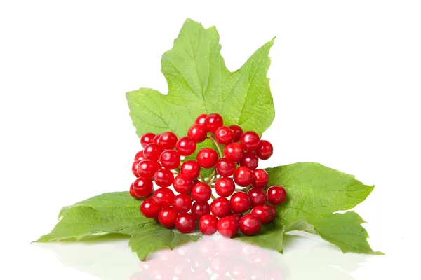 Beeren von rotem Viburnum mit Blättern isoliert auf weißen — Stockfoto