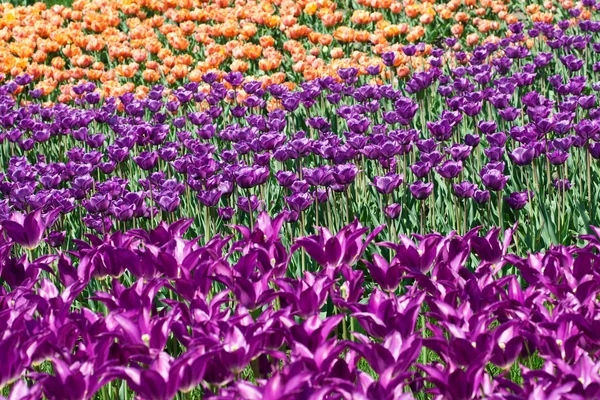 Campo de tulipas rosa e amarela — Fotografia de Stock