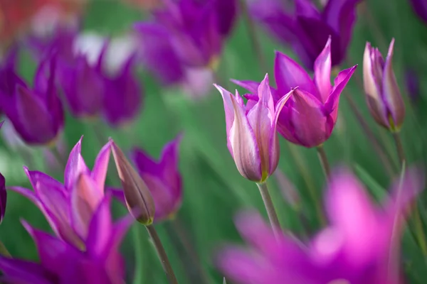 Розовые тюльпаны в саду — стоковое фото
