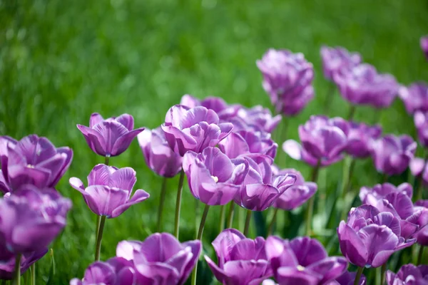 Vackra rosa tulpaner i trädgården — Stockfoto