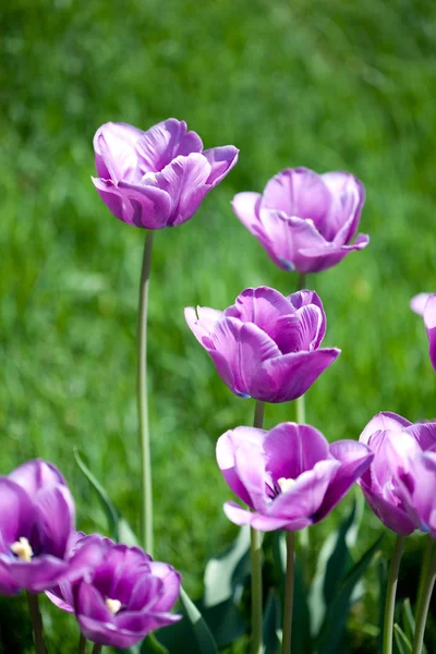 Belles tulipes roses dans le jardin — Photo