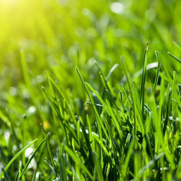Зеленый травяной фон с солнечным лучом — стоковое фото