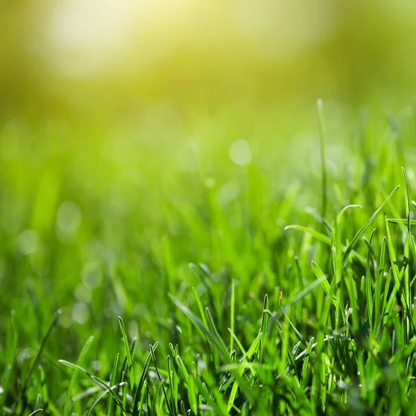 Güneş ışını ile yeşil çim arka plan — Stok fotoğraf