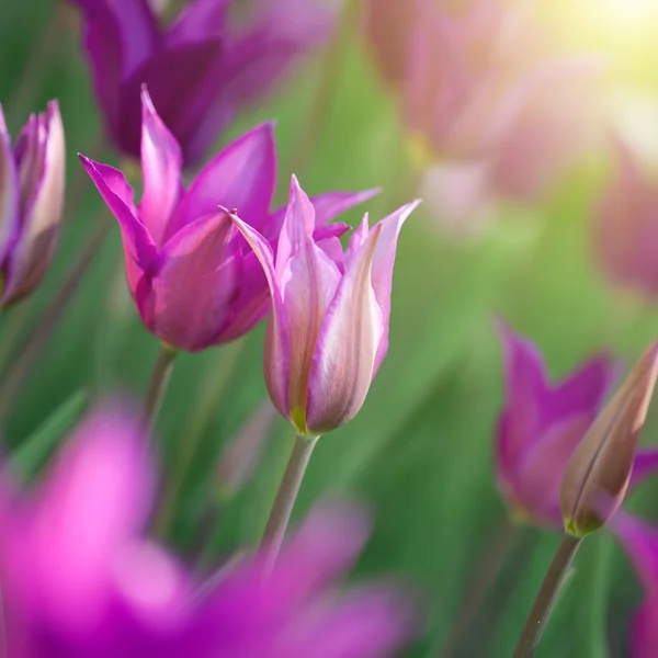 Nahaufnahme Foto von rosa Tulpen mit Sonnenstrahl — Stockfoto