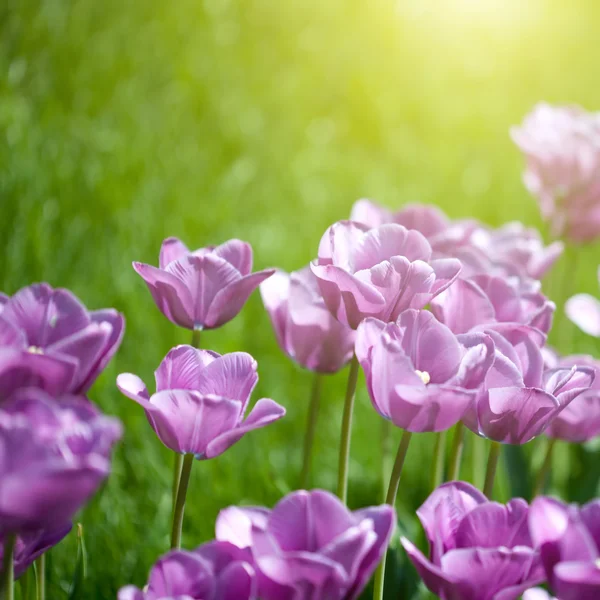 Крупним планом фото рожевих тюльпанів з сонячним променем — стокове фото