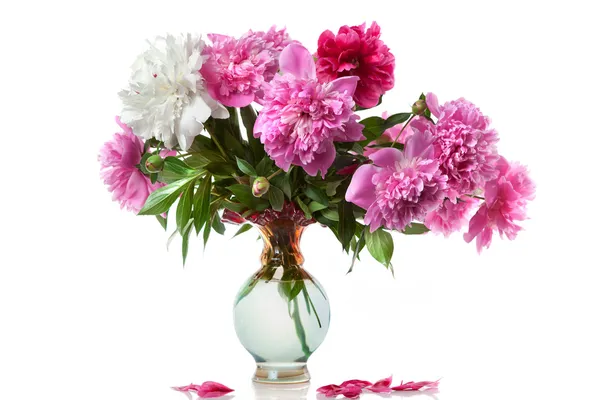 Boquet of peony in the vase isolated on white — Stock Photo, Image