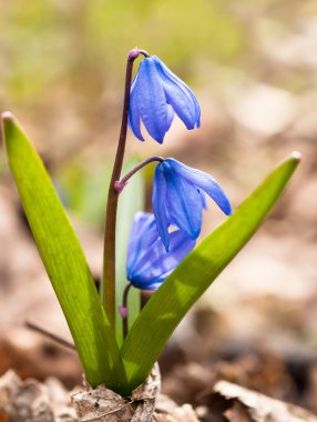 Bahar gelir: Squill çiçek