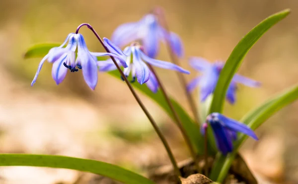 Весняний час: Кімнатні квіти — стокове фото