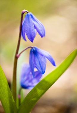 Squill çiçekler ilkbaharda: makro