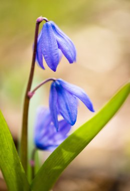 Squill flowers in spring: Macro clipart
