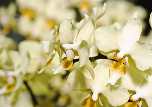 Orchide květ v parku keukenhof — Stock fotografie