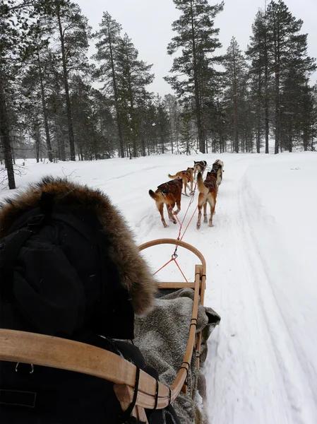 Trenó de husky — Fotografia de Stock