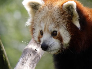 Red panda yakın çekim