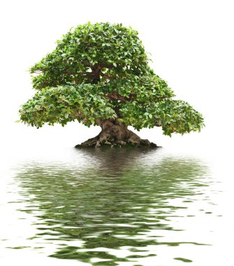 Ficus bonsai isolated clipart