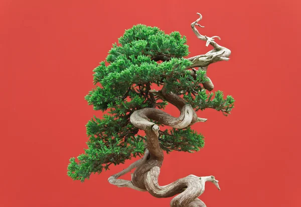 stock image Juniper bonsai