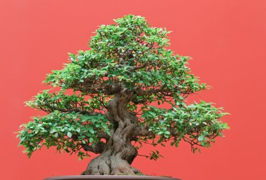 Ficus bonsai