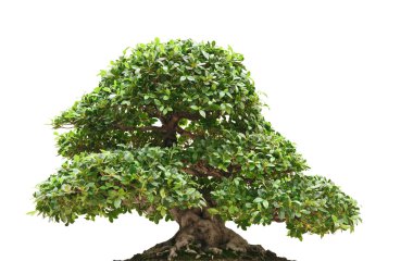 Ficus bonsai isolated clipart