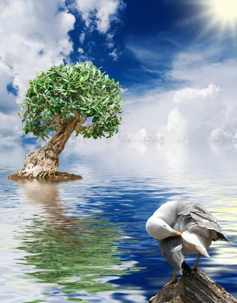 stock image Tree, seagull and sea