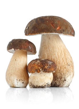 Boletus Edulis var. Aereus clipart