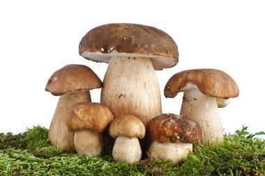 Boletus Edulis mushrooms clipart