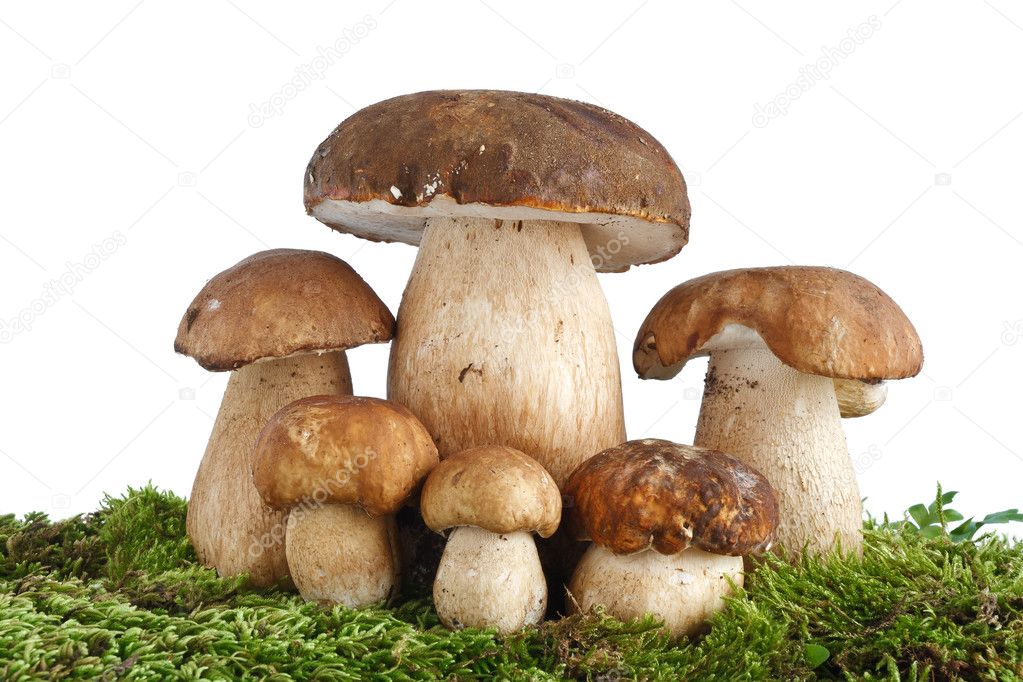 Boletus Edulis mushrooms