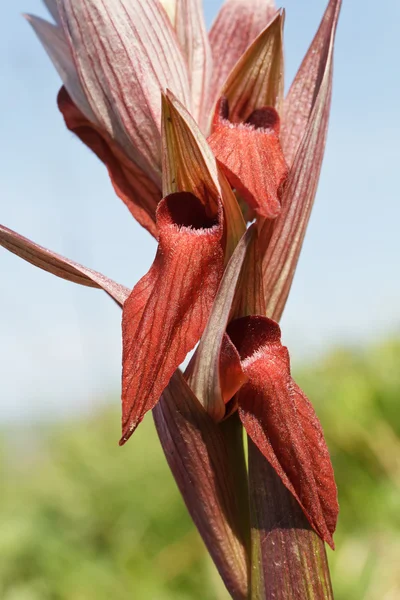 Serapias Vomeracea orchid — Stock Photo, Image