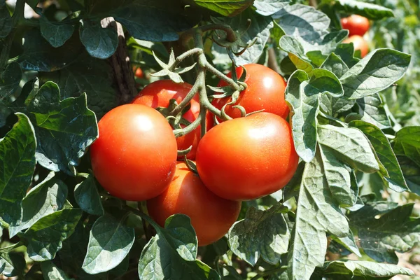 Planta de tomate —  Fotos de Stock