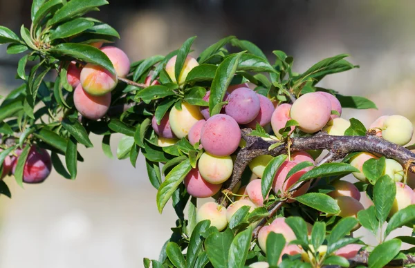 Tree with plums — Stock Photo, Image