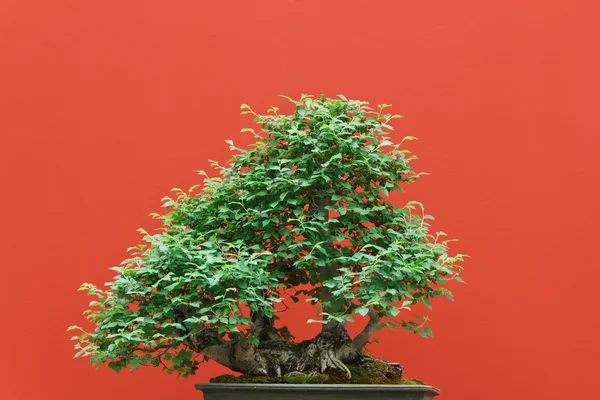 Zelkova bonsai — Stockfoto