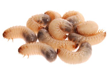 Larvas of cockchafer clipart