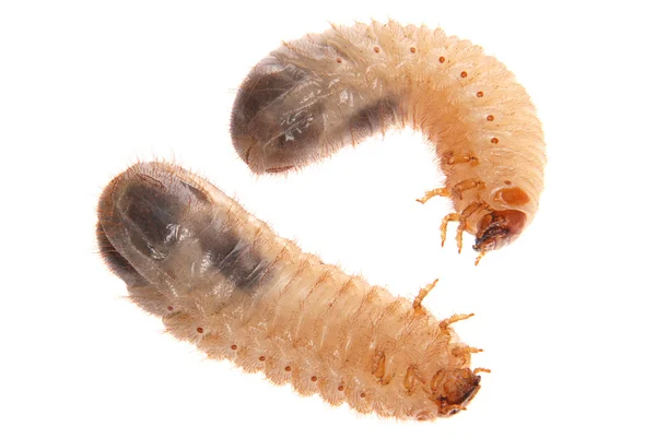 Larvas of cockchafer — Stock Photo, Image
