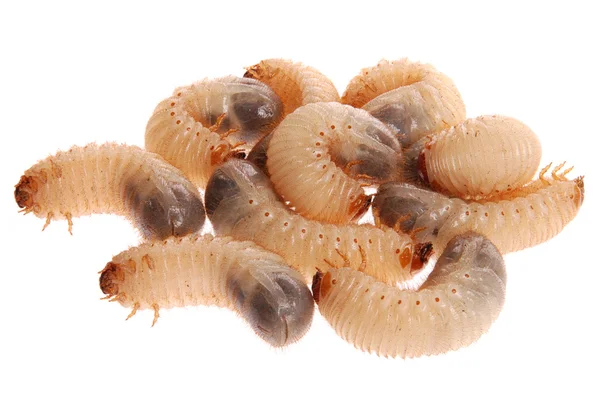 Larvas a májusi cserebogár — Stock Fotó