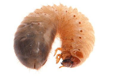 Larva of cockchafer clipart
