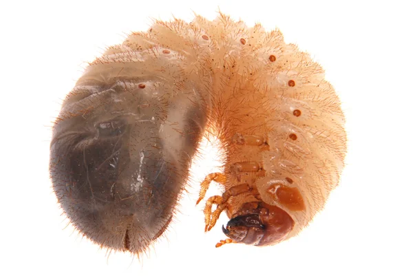 Larva av ollonborre — Stockfoto