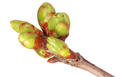 Spring Buds clipart