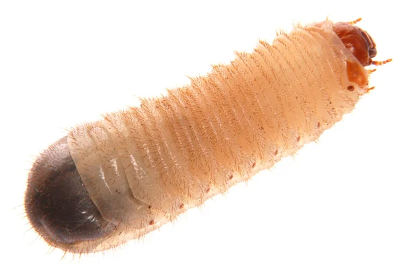 Larva di cockchafer — Foto Stock