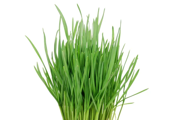 Green Grass 6 — Stock Photo, Image