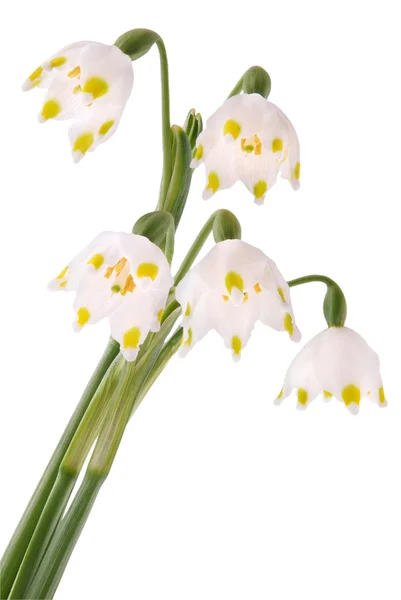 Snowdrops with clipping path — Stock Photo, Image