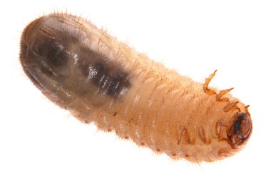 Larva of cockchafer clipart