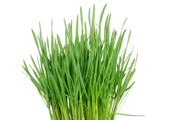 Grünes Gras 4 — Stockfoto