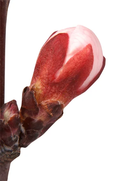 Aprikos blomma — Stockfoto