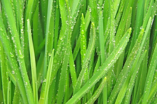 Dewdrops on blades of grass. — Stock Photo, Image