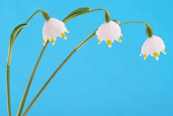 stock image Snowdrops with clipping path