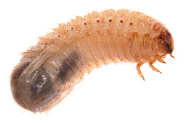 Larva of cockchafer clipart