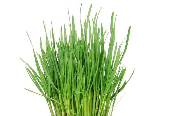 Grünes Gras 3 — Stockfoto