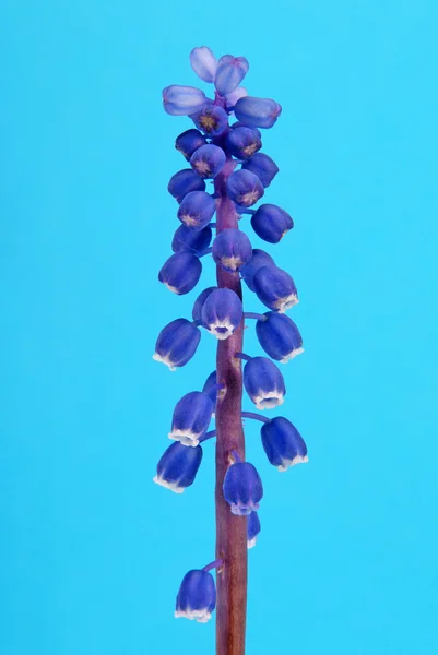 ดอกไม้สีฟ้า — ภาพถ่ายสต็อก