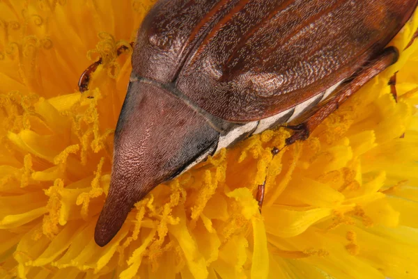 Mey bug ovipositor — Stockfoto