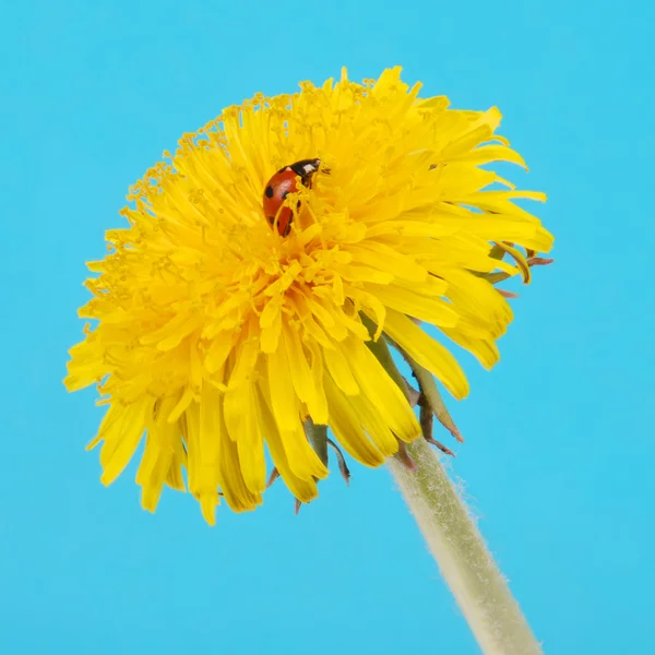 Πασχαλίτσα σε κίτρινο λουλούδι — Φωτογραφία Αρχείου