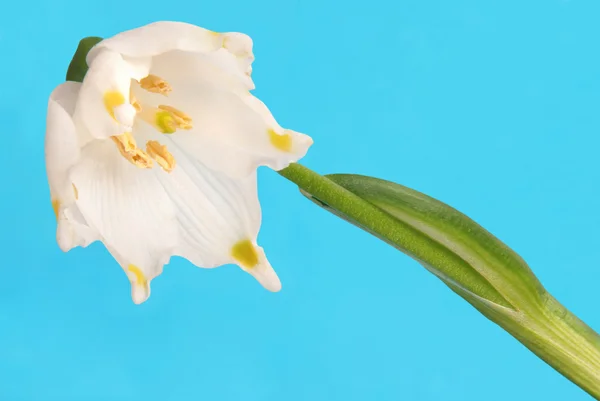 stock image Snowdrop with clipping path